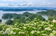 【可视化】浙江淳安：桐花绽放