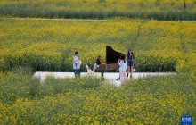 【可视化】油菜花开引客来
