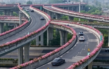 【可视化】繁花似景是杭州 杭州高架变身“空中花廊”